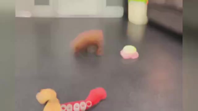 Video preview image #1 Maltipoo Puppy For Sale in WARSAW, IN, USA