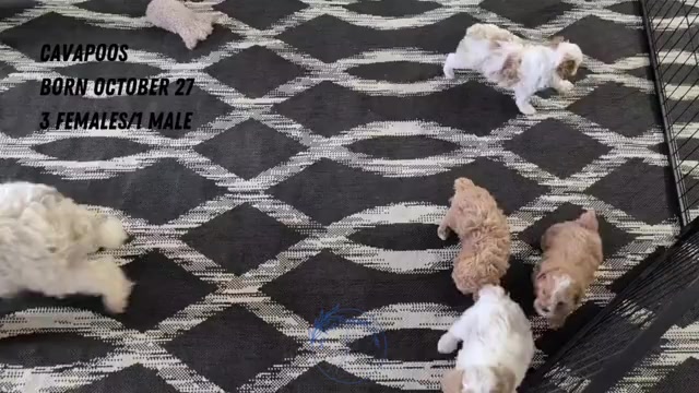 Video preview image #3 Cavapoo (Miniature) Puppy For Sale in GOSHEN, IN, USA