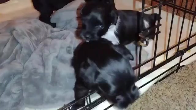 Video preview image #4  Breeder Profile in ENID, OK, USA