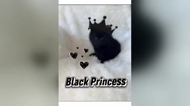 Video preview image #1 Pomeranian Puppy For Sale in JOLIET, IL, USA