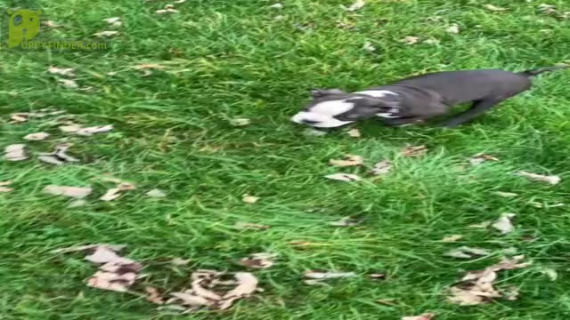 Video preview image #4 Boston Terrier Puppy For Sale in WARSAW, IN, USA