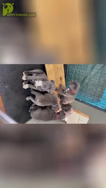Video preview image #2 Cane Corso Puppy For Sale in SANDSTON, VA, USA