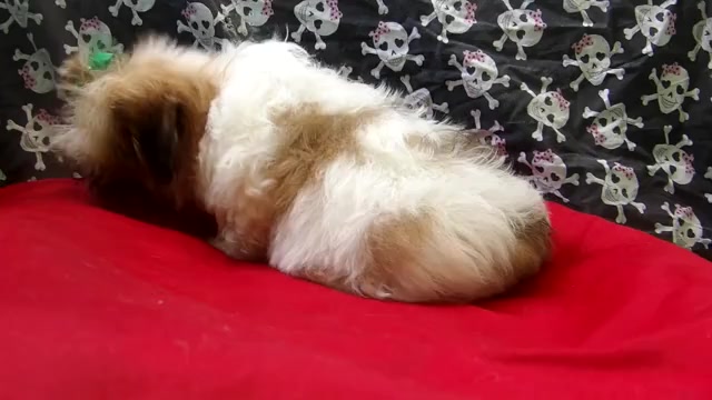 Video preview image #1 Zuchon Puppy For Sale in PATERSON, NJ, USA
