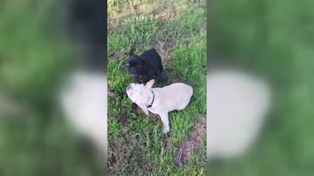 Video preview image #3 French Bulldog Puppy For Sale in TERRELL, TX, USA