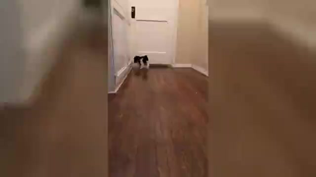 Video preview image #2 Bichpoo-Poodle (Miniature) Mix Puppy For Sale in LOS ANGELES, CA, USA