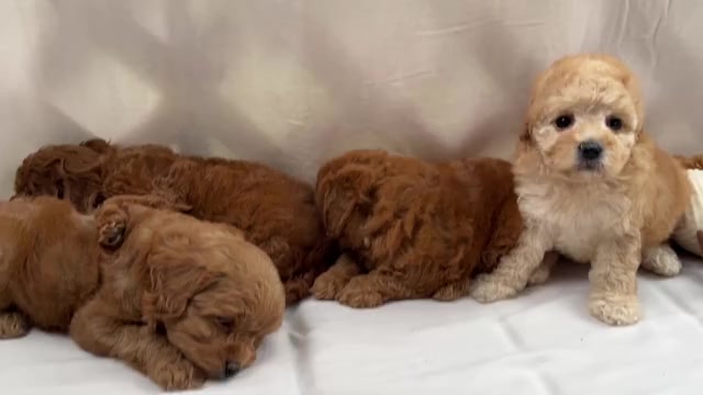 Video preview image #1  Breeder Profile in CONROE, TX, USA