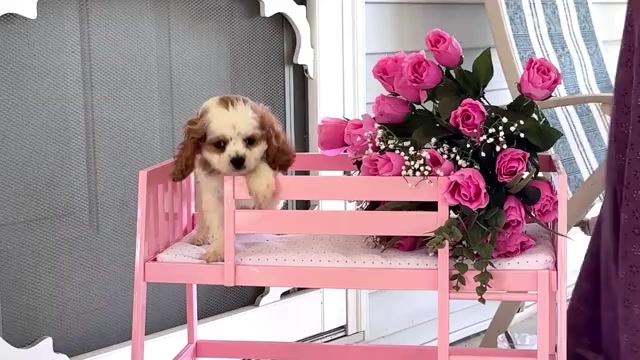 Video preview image #1 Cavapoo Puppy For Sale in WAKARUSA, IN, USA