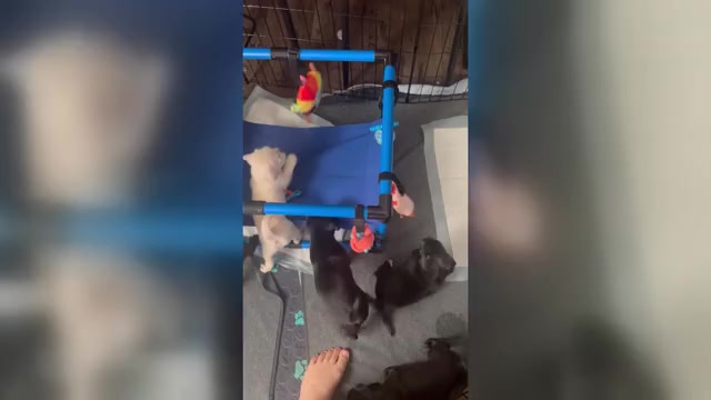 Video preview image #2 Mutt Puppy For Sale in ORANGE, CA, USA