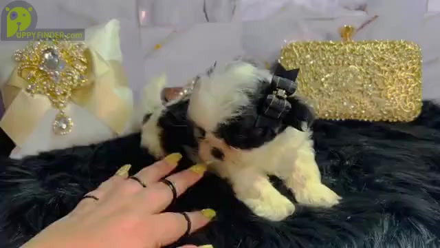 Video preview image #2 Shih Tzu Puppy For Sale in HAYWARD, CA, USA