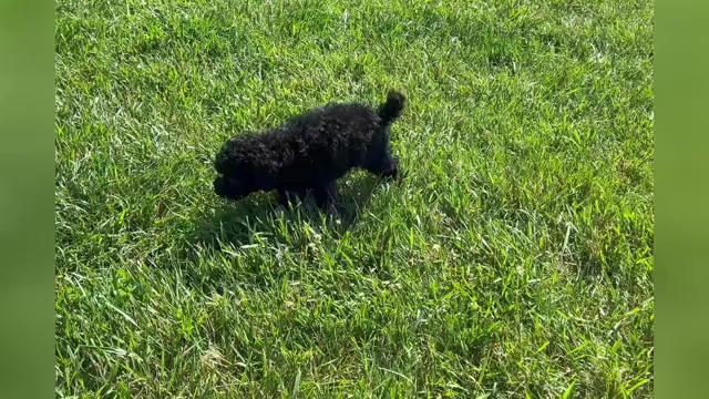 Video preview image #1 Poodle (Miniature) Puppy For Sale in WARSAW, IN, USA