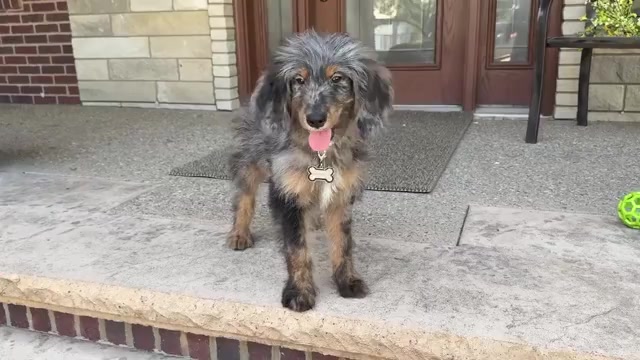 Video preview image #1 Bernedoodle Puppy For Sale in WOLCOTT, IN, USA