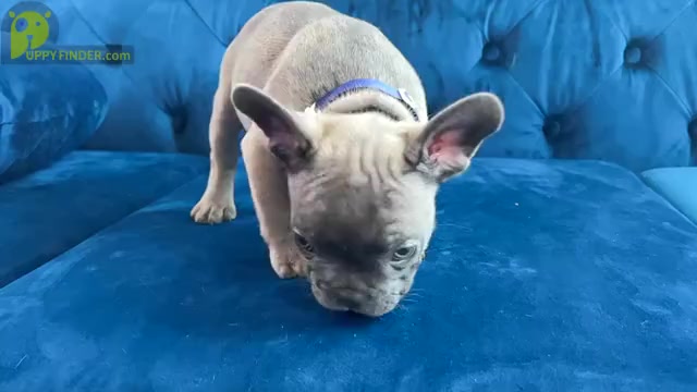 Video preview image #2 French Bulldog Puppy For Sale in CORONA, CA, USA