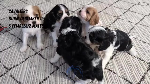 Video preview image #3 Cavalier King Charles Spaniel Puppy For Sale in GOSHEN, IN, USA