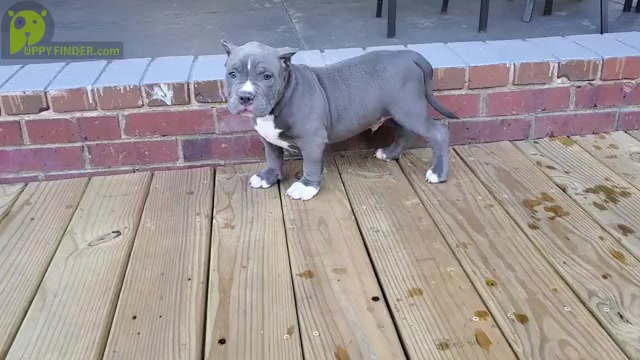 Video preview image #3 American Bully Puppy For Sale in ROCKVILLE, MD, USA