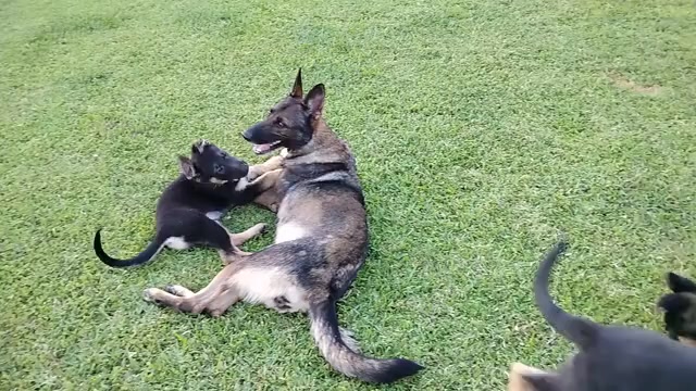 Video preview image #2 German Shepherd Dog Puppy For Sale in LAKELAND, FL, USA