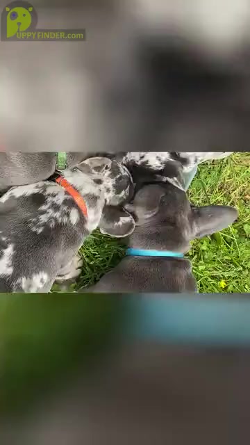 Video preview image #2 French Bulldog Puppy For Sale in PITTSBURGH, PA, USA