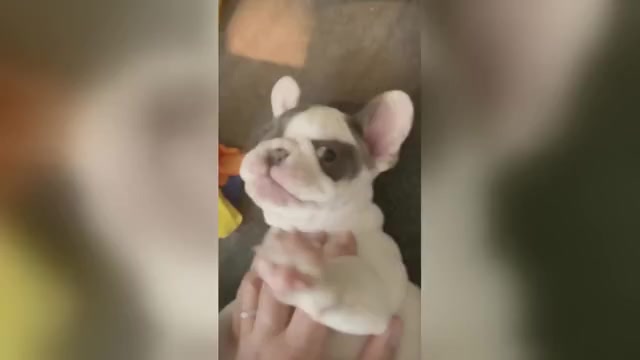 Video preview image #7  Breeder Profile in PERRIS, CA, USA