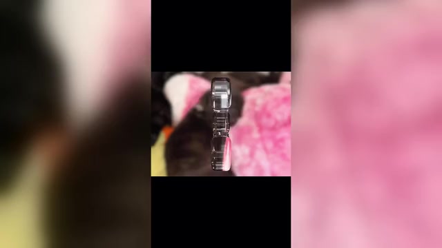 Video preview image #1 Staffordshire Bull Terrier Puppy For Sale in LUTZ, FL, USA