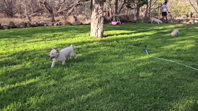 Video preview image #2 Labrador Retriever Puppy For Sale in CEDAREDGE, CO, USA