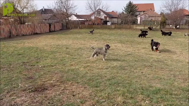 Video preview image #2 Schnauzer (Giant) Puppy For Sale in Hatvan, Heves, Hungary