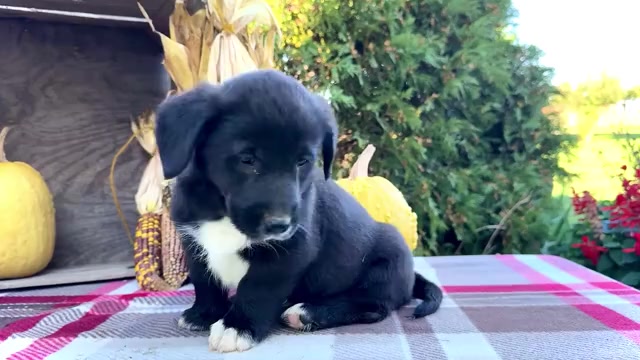 Video preview image #2 Golden Retriever-Pembroke Welsh Corgi Mix Puppy For Sale in WAKARUSA, IN, USA