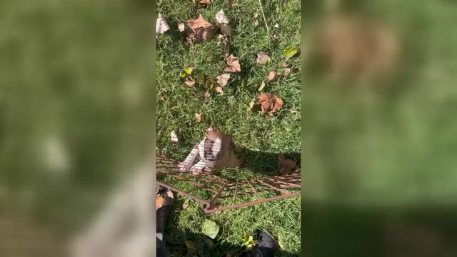 Video preview image #5 Boston Terrier Puppy For Sale in ATWOOD, OK, USA