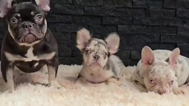 Video preview image #1 French Bulldog Puppy For Sale in PHOENIX, AZ, USA