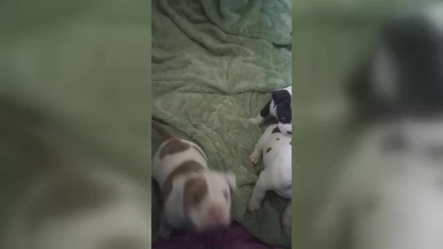 Video preview image #1 American Bully Puppy For Sale in FRIDLEY, MN, USA