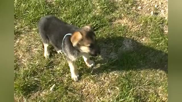 Video preview image #1 German Shepherd Dog Puppy For Sale in PIEDMONT, MO, USA