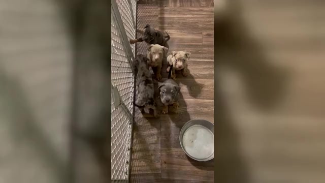 Video preview image #2 American Bully Puppy For Sale in TRENTON, NJ, USA
