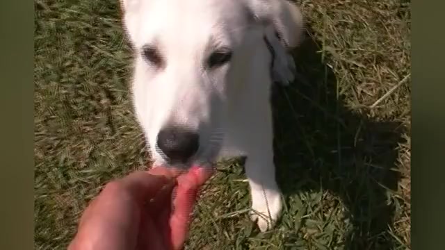 Video preview image #1 German Shepherd Dog Puppy For Sale in PIEDMONT, MO, USA