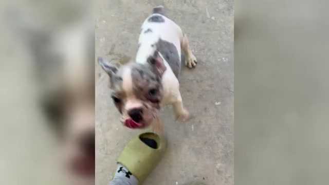 Video preview image #2 French Bulldog Puppy For Sale in RIVERSIDE, CA, USA