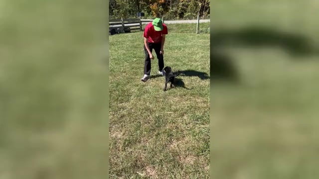 Video preview image #1 Labrador Retriever Puppy For Sale in NEOLA, WV, USA