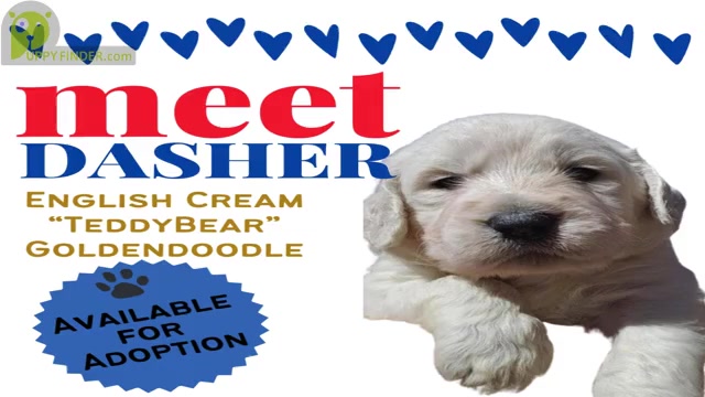 Video preview image #2  Breeder Profile in BROOMFIELD, CO, USA