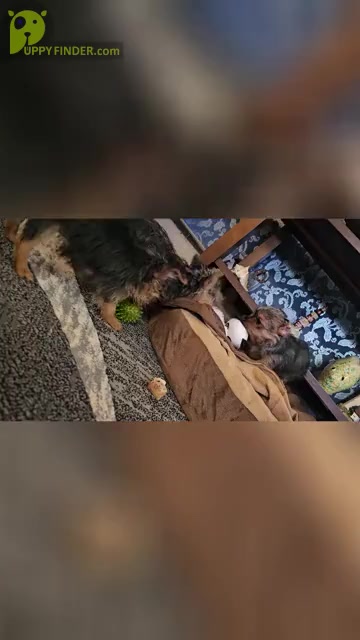 Video preview image #2  Breeder Profile in NEENAH, WI, USA