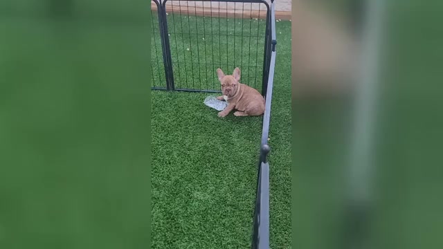 Video preview image #2 French Bulldog Puppy For Sale in LAS VEGAS, NV, USA
