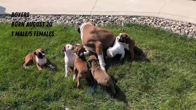 Video preview image #3 Boxer Puppy For Sale in GOSHEN, IN, USA