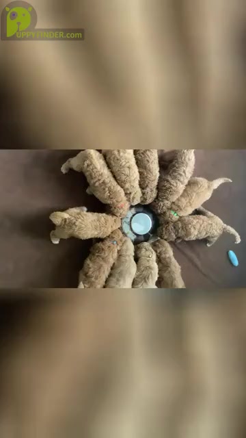 Video preview image #1  Breeder Profile in ALVA, FL, USA