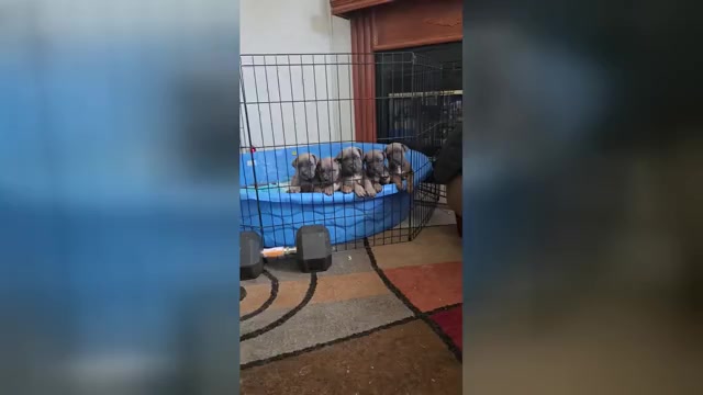 Video preview image #1  Breeder Profile in CEDAR BLUFF, AL, USA