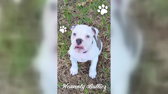 Video preview image #1 Olde English Bulldogge Puppy For Sale in AUSTIN, TX, USA
