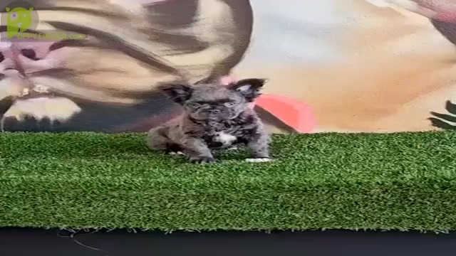 Video preview image #3 French Bulldog Puppy For Sale in MIAMI BEACH, FL, USA