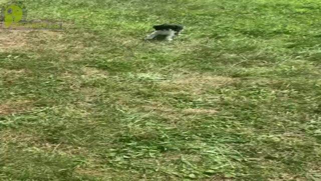 Video preview image #19 Cavalier King Charles Spaniel Puppy For Sale in WARSAW, IN, USA