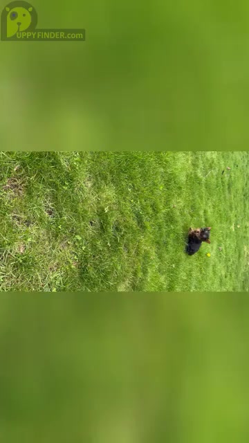 Video preview image #2 Yorkshire Terrier Puppy For Sale in NAPPANEE, IN, USA
