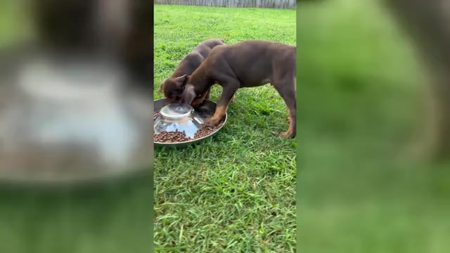 Video preview image #1 Doberman Pinscher Puppy For Sale in HARTSELLE, AL, USA