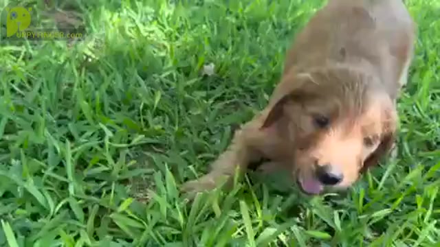 Video preview image #1 Goldendoodle Puppy For Sale in ABILENE, TX, USA