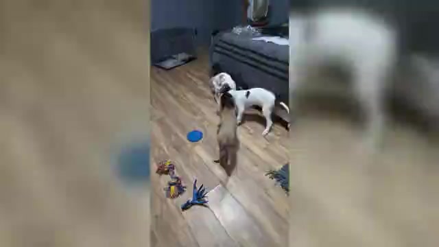 Video preview image #4 Borzoi Puppy For Sale in FULTON, NY, USA