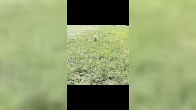 Video preview image #14 Chihuahua Puppy For Sale in WARSAW, IN, USA