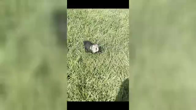 Video preview image #1 Morkie Puppy For Sale in WARSAW, IN, USA