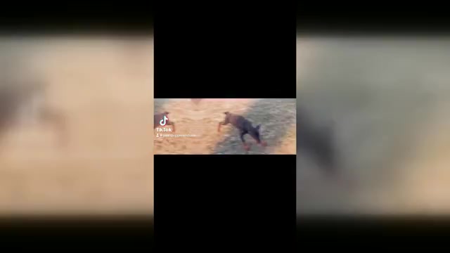 Video preview image #8 Doberman Pinscher Puppy For Sale in WARSAW, IN, USA