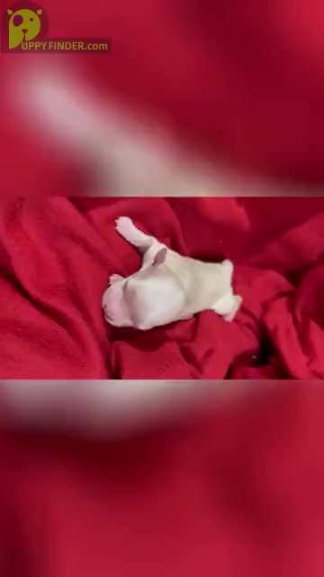 Video preview image #3 Maltese Puppy For Sale in HAYWARD, CA, USA